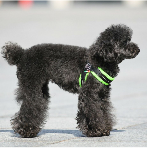 ペット用ハーネス、リードをご紹介します！ │ピーツー │ ショップ